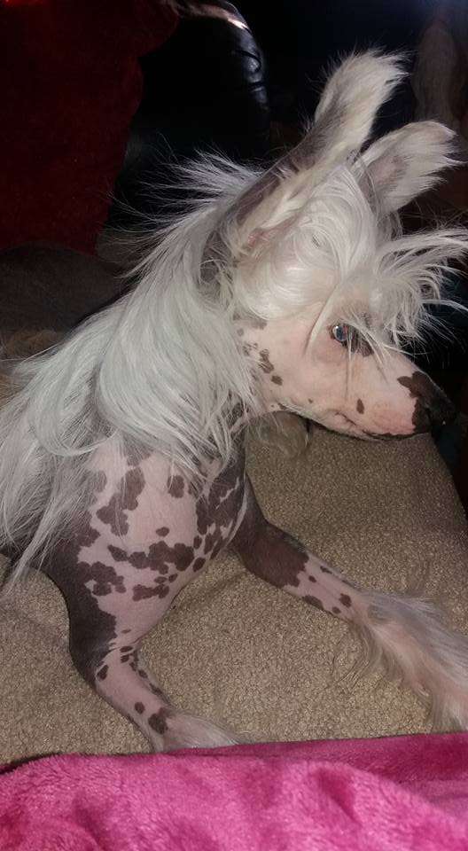 Denize'z Gizmo'z Sparkling Sky