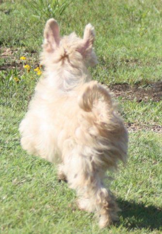 Jonbrecy's Fancy Golden Empress