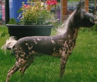 Ramilla Chinesin Fliege Mitau