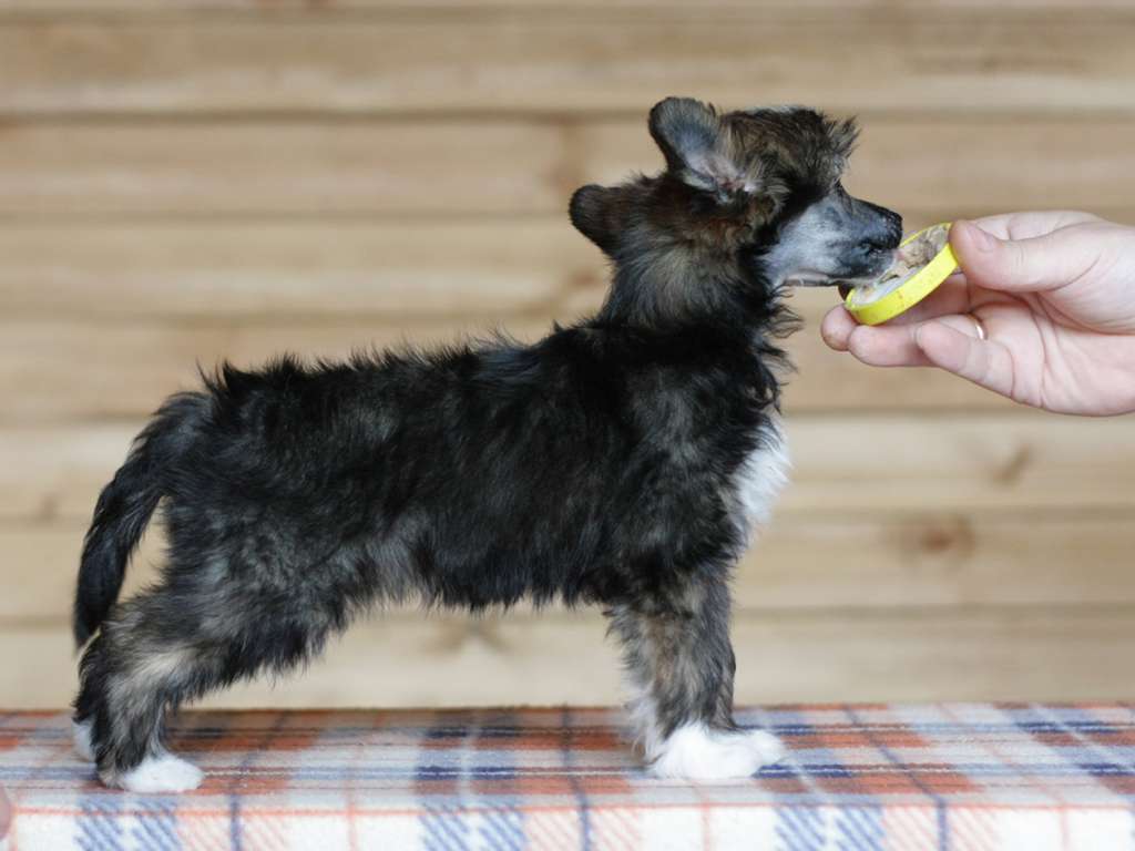 Twinkle Soul  YA Legenda