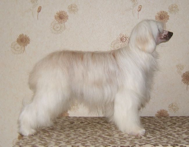 Fantastik Kashmir Evropa Goldtain