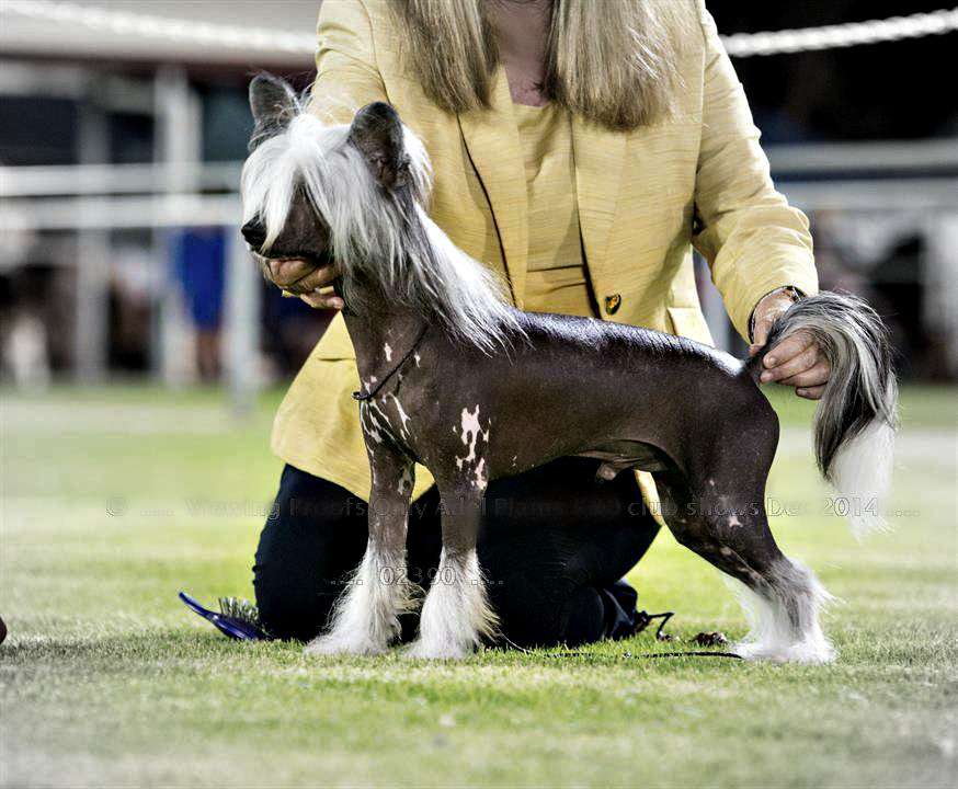 Grand Ch Glanore Storm Breaker