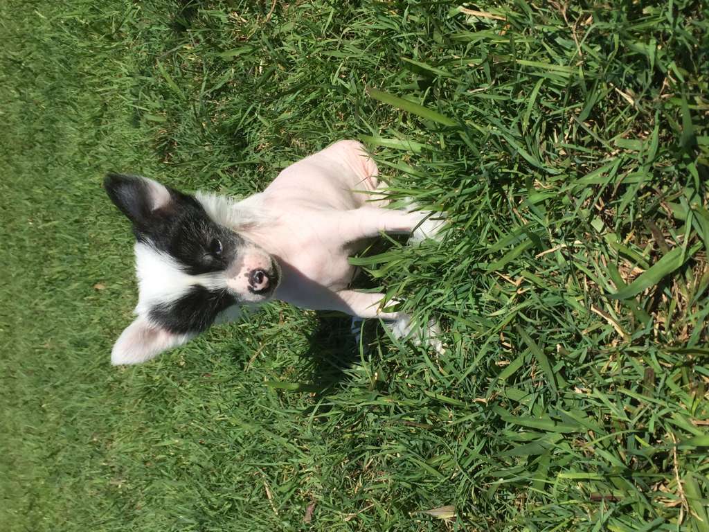 Sherabill Join The Dots