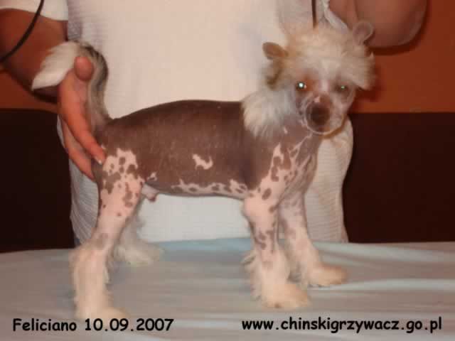 Feliciano z Wyspy Uznam