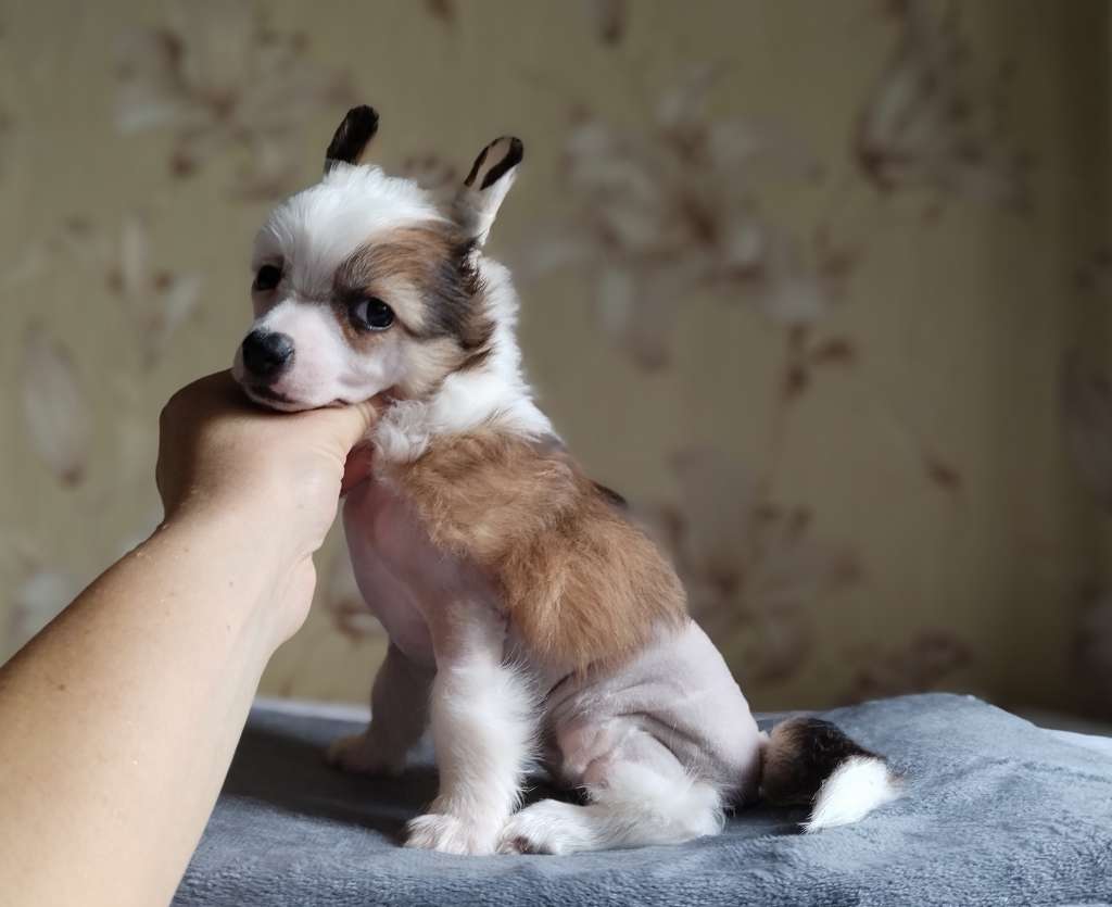 Kovimoti Vanderbilt Gloria