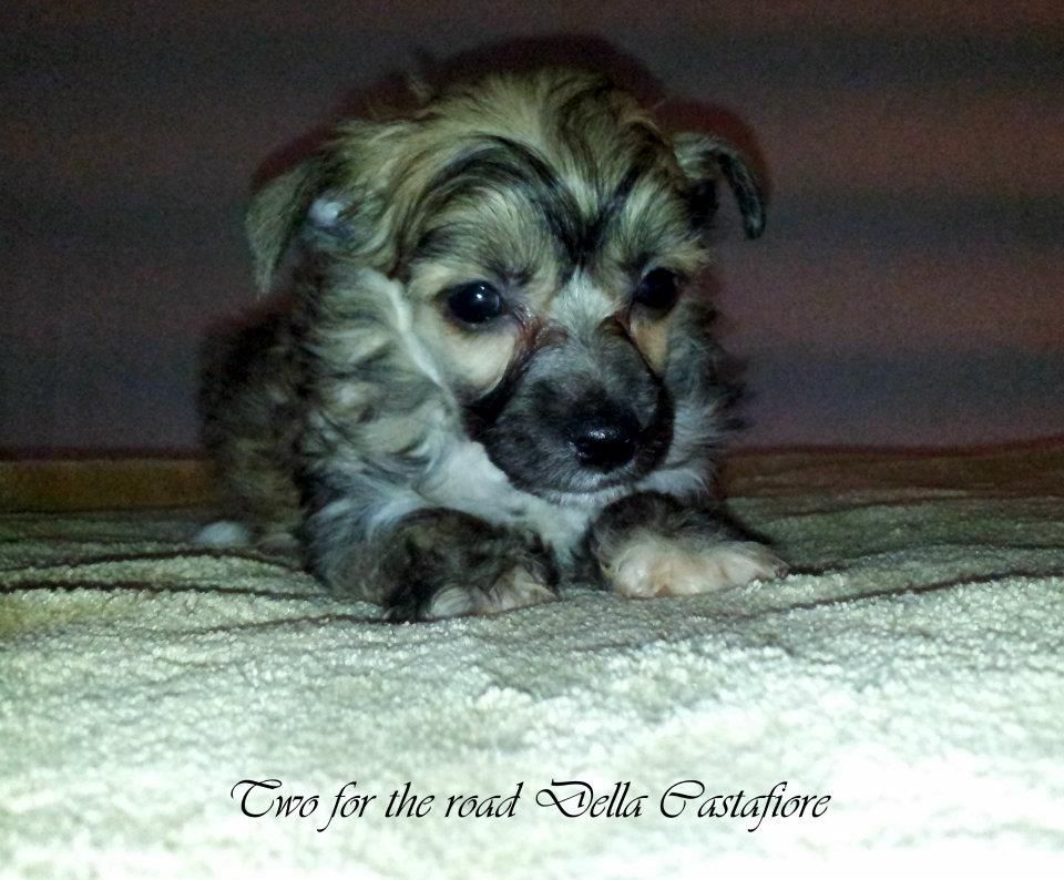 Two for the Road Della Castafiore