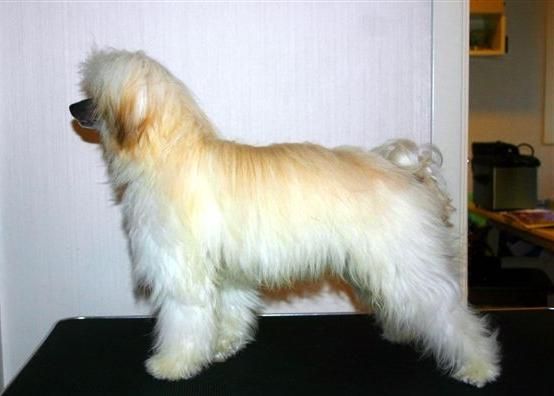 Lovinda's Arctic Manfred