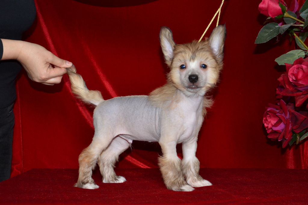 Ins Lucky Star Telman