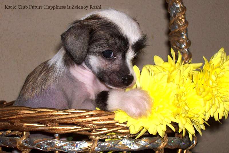 Ksolo Club Future Happiness iz Zelenoy Roshi