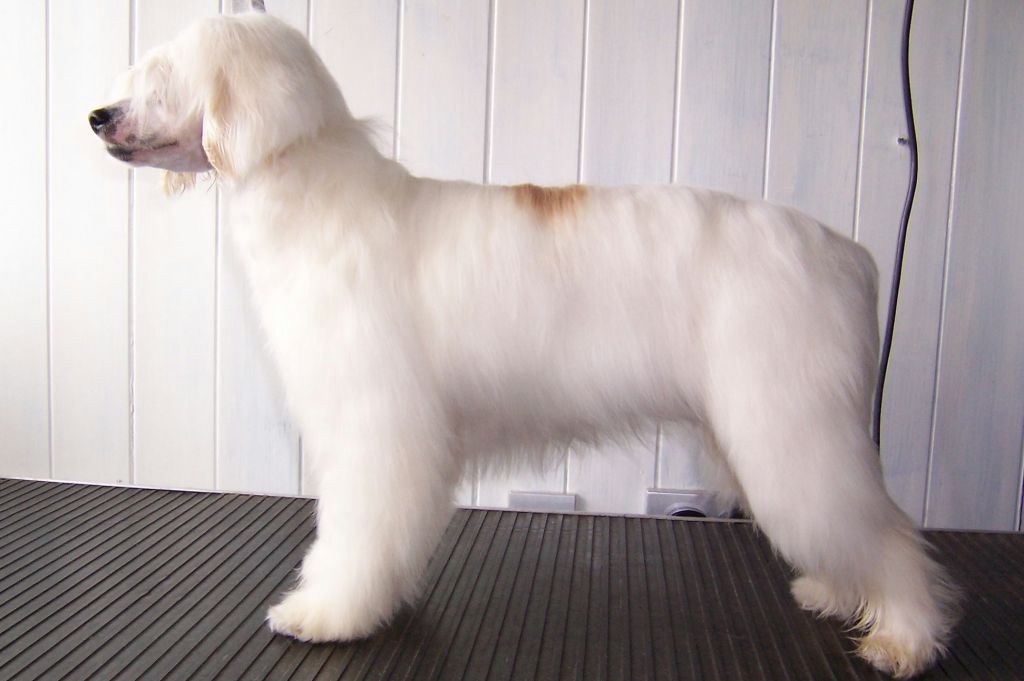 Cresties Peony Rose for Ionadiva