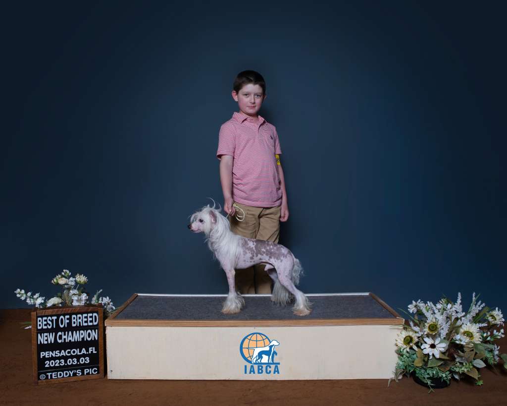 Intl' CH Qilins Little Bonsai Tree