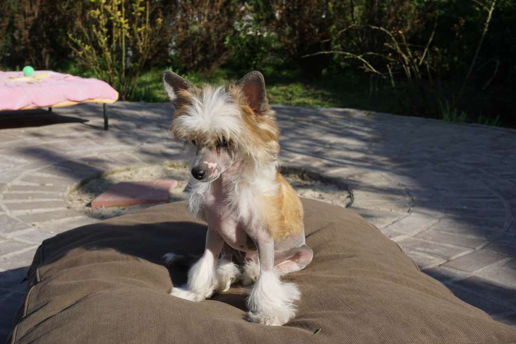 Simma Planet Of Dream