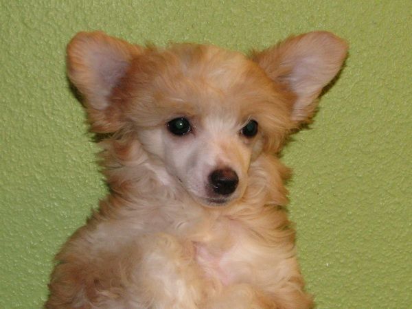 Dogland Happy Tiffani