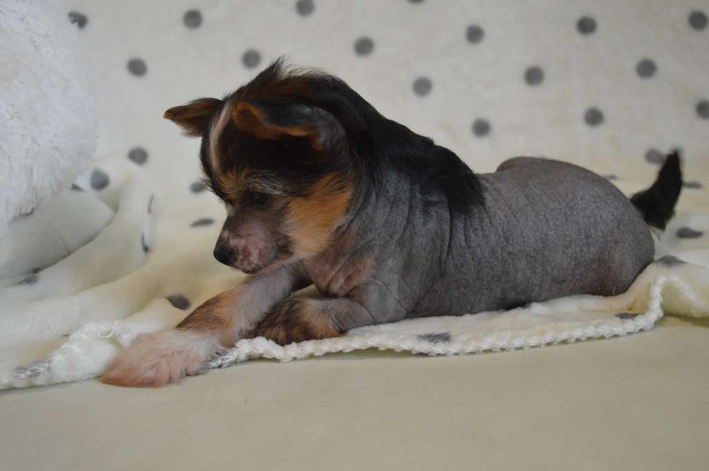 Ogni Stolitsy Djulietta