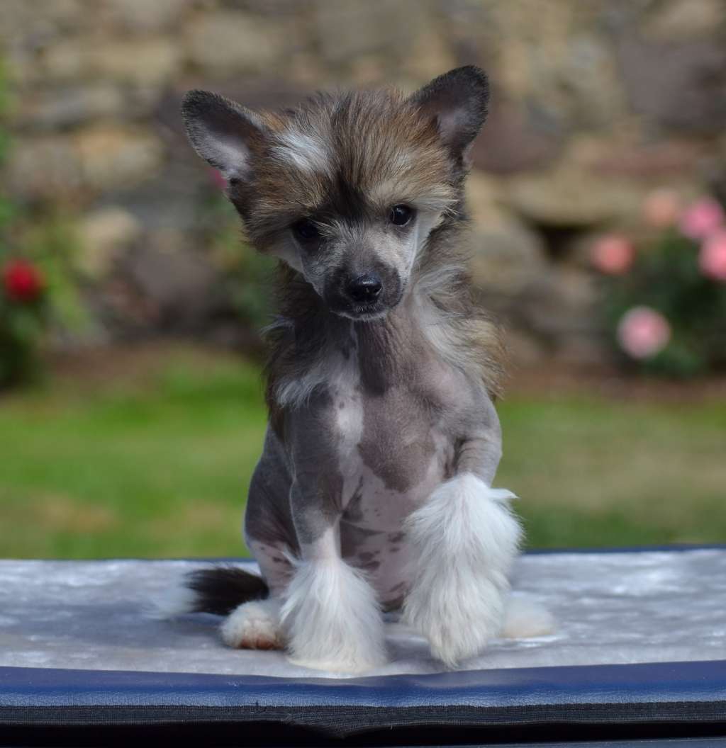 Lizzie Lara Garden Roses