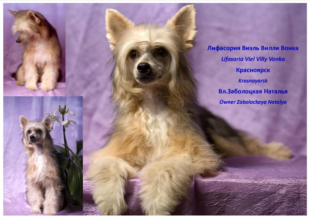 Lifasoria Viel Villy Vonka