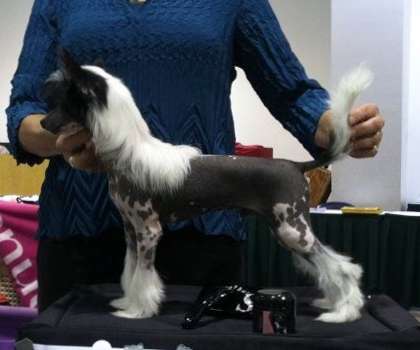 Pahlavi Paid In Full Bolak