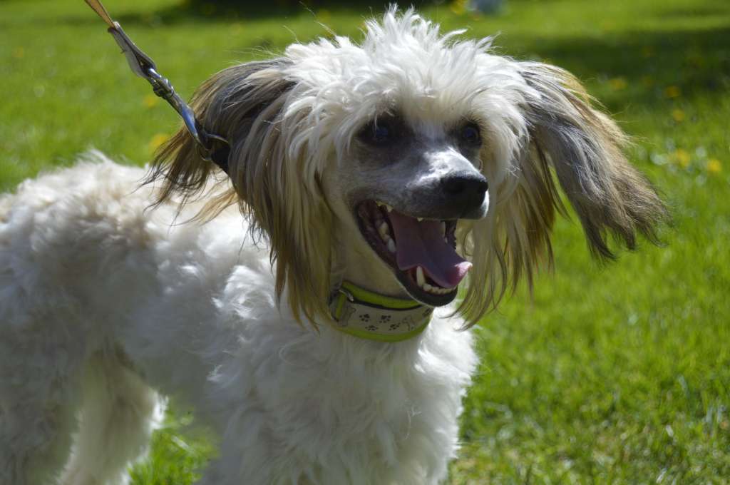 Pinky Twinky Uprocking Beats