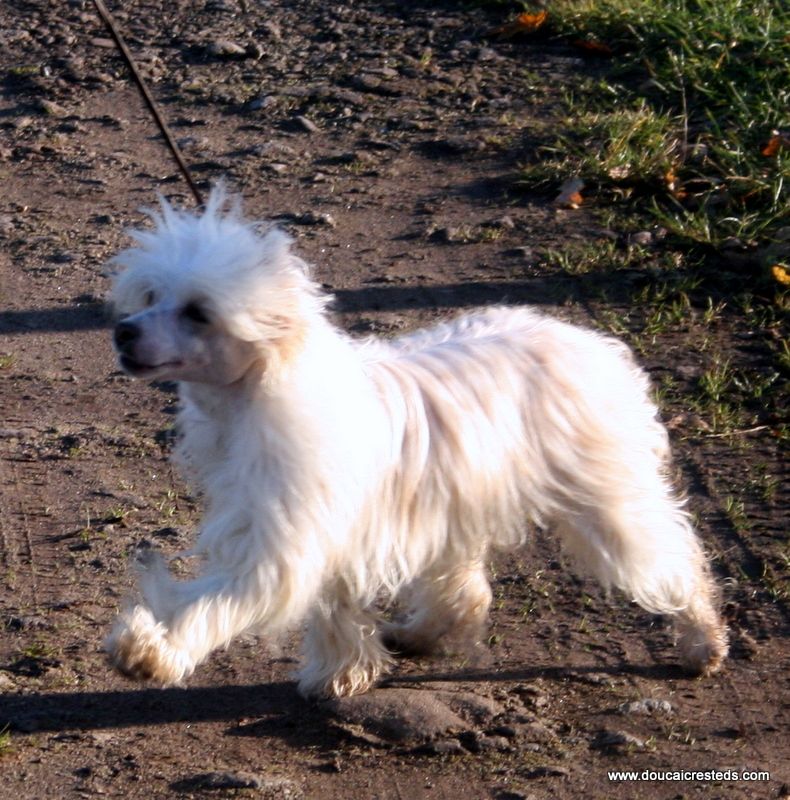 Yorcrechi's Gold Fable