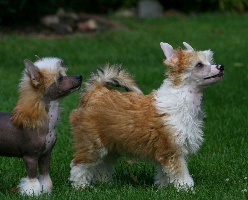 Solino's Rock me Baby