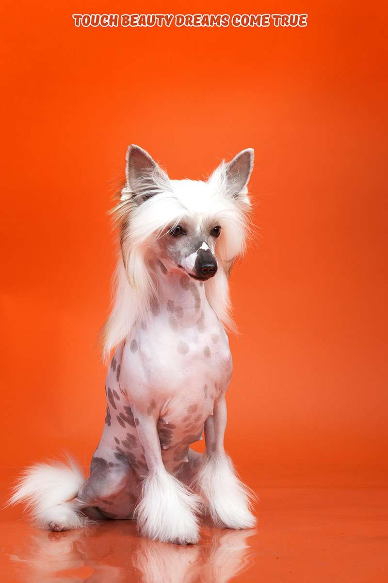 Touch Beauty Dreams Come True