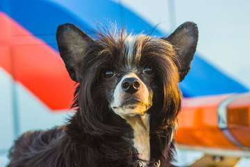 Opus Palmare Vlastelin Serdets