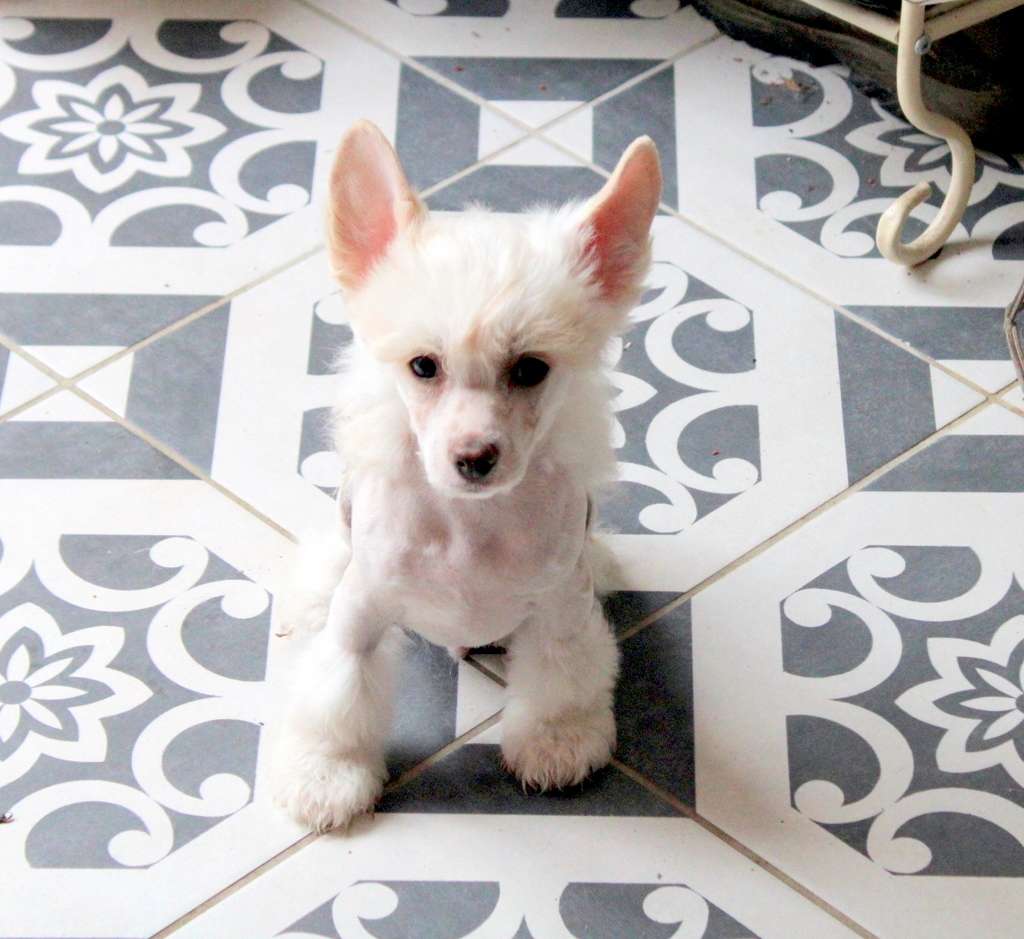 Scarif du Domaine du Président