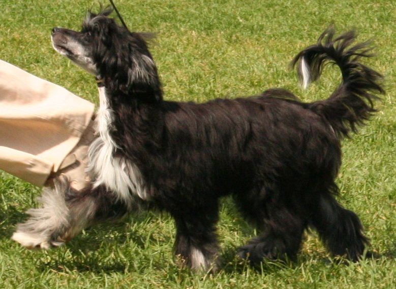 Casa Del Caboom's Black Sabbath