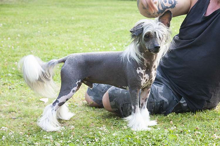 Tinted's Paws Of Fury