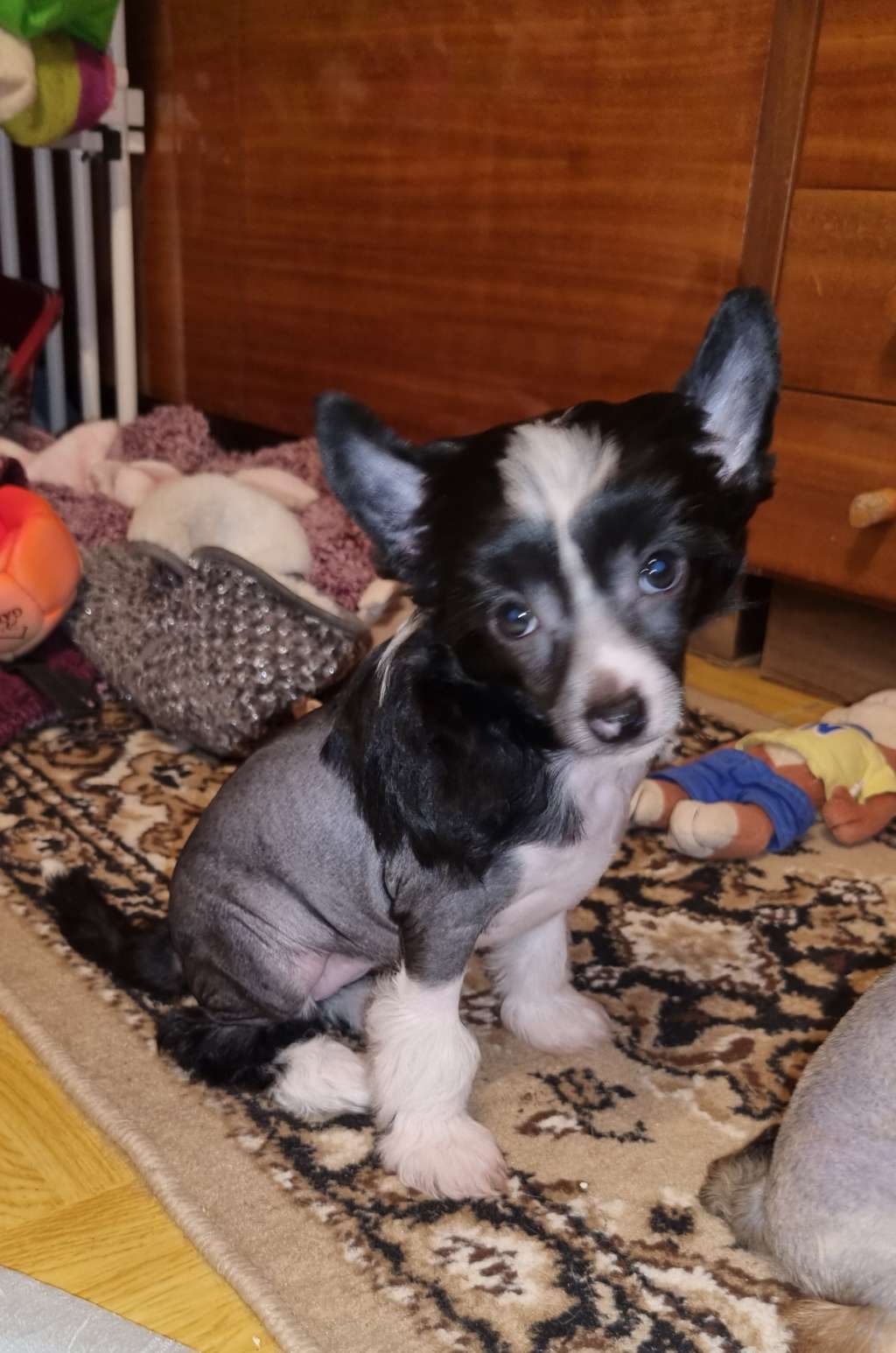 Donnie Jedeansa Viane