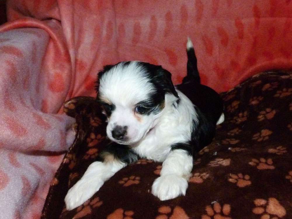 Rashad z Pulnocního dvora