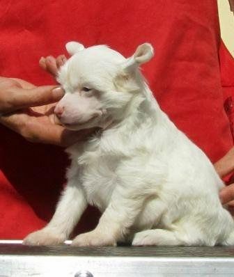 Tequila Blanco Almires