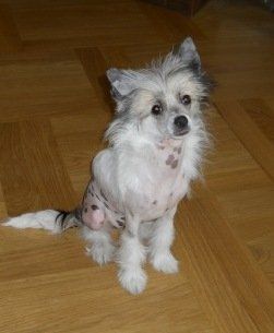 Trogatel'naja Princessa Tutsi