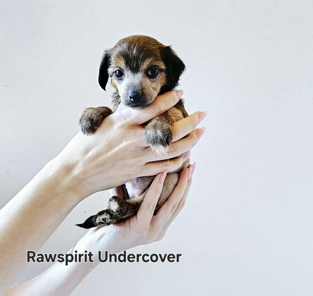 Rawspirit Undercover