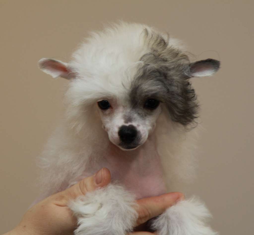 Premier Mari Koketka