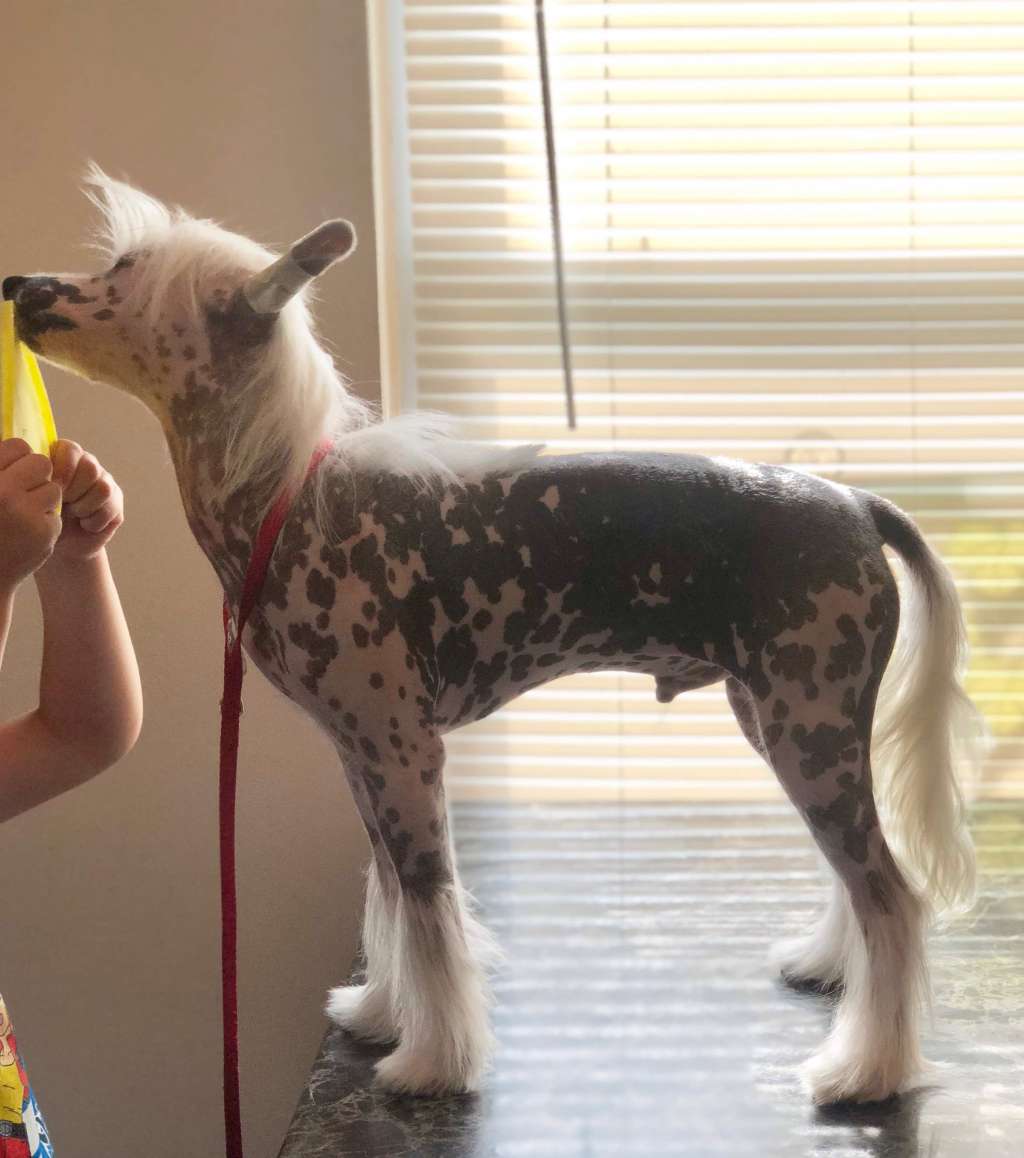 SHA Drogo King Doggo