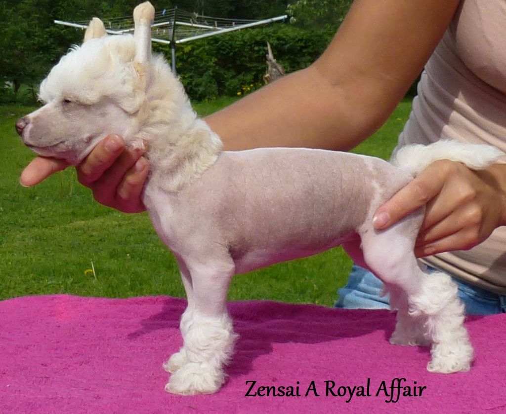 Zensai A Royal Affair