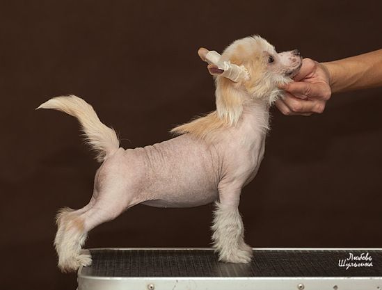 Olegro Katrin Bridget Jones