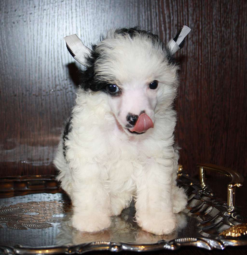 Charuyuschiy Soblazn Tsarskiy Roman