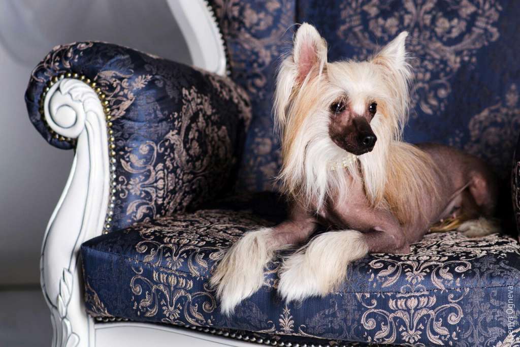 Ins Lucky Star Trinity