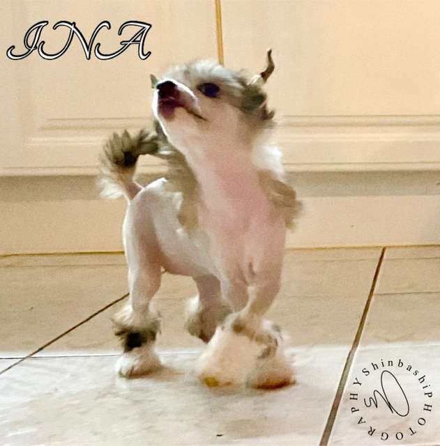 Invogue von Shinbashi