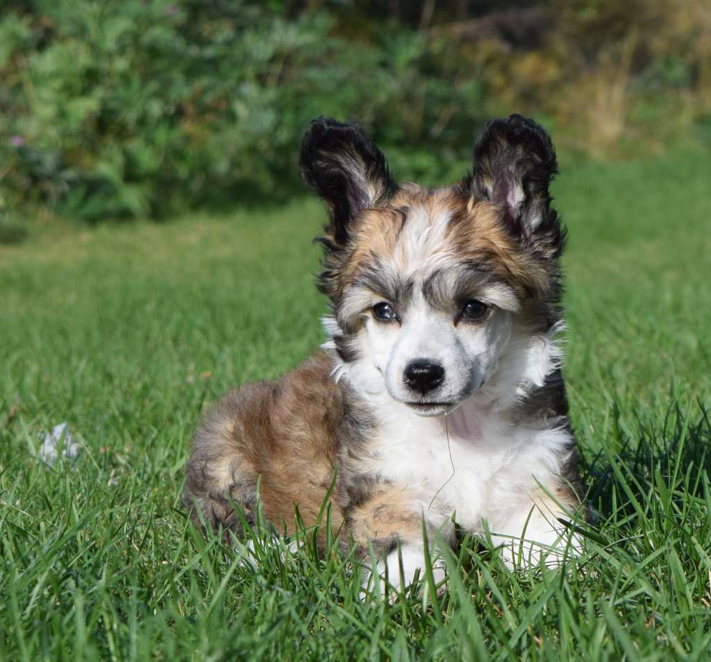 Artic Flyer's Make My Day