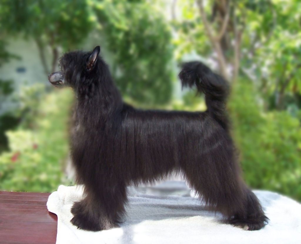 FalaZairroo Deeler Di Tenerezza