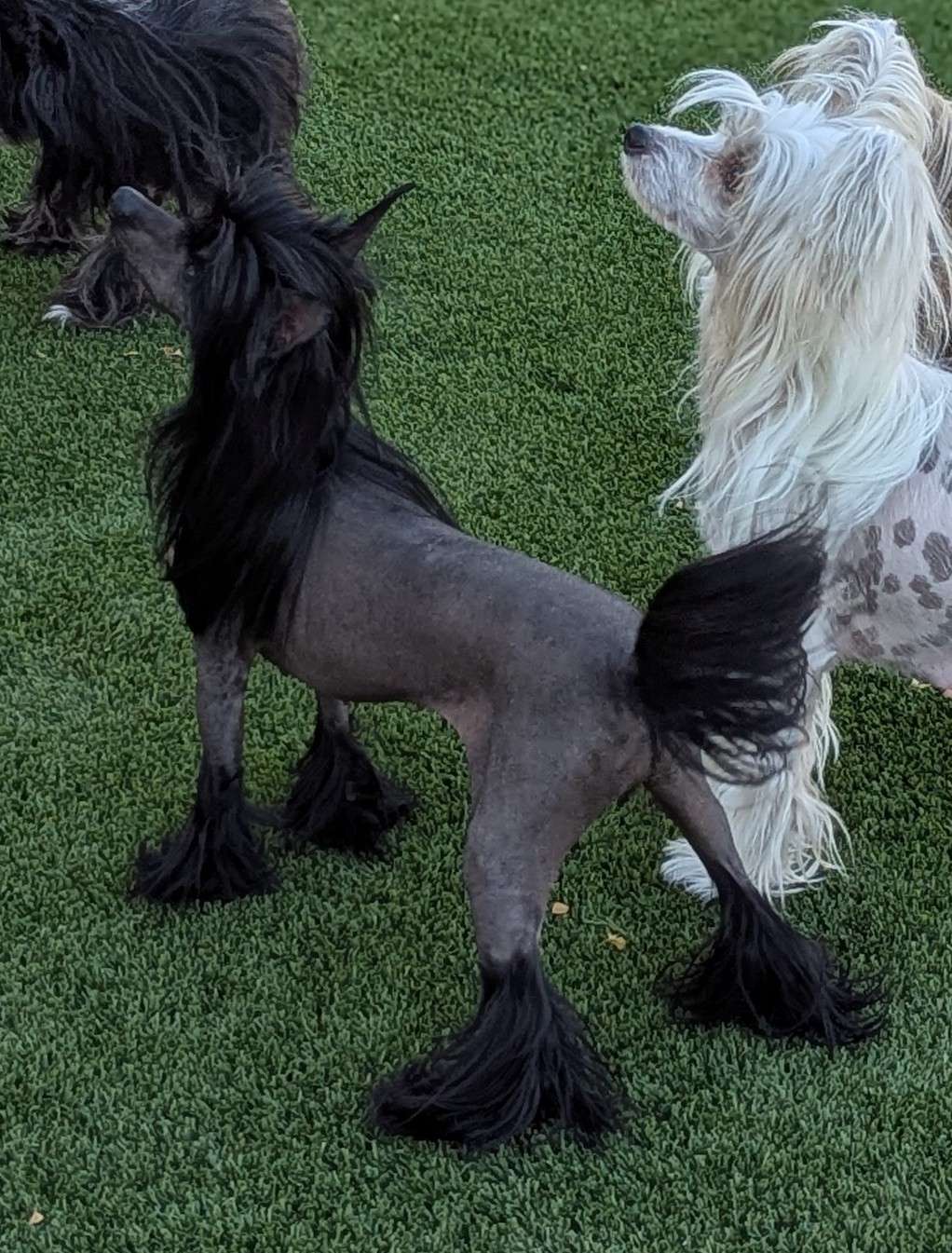 Crest-Vue Far From Normal