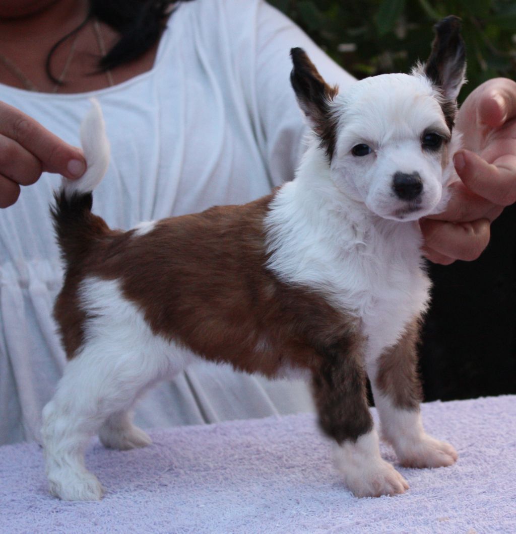 Sun-Hee's Indian Magic