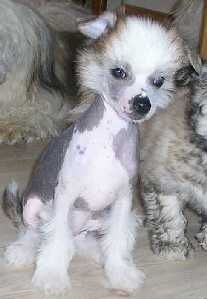 Trollmyren's Inga-Lill