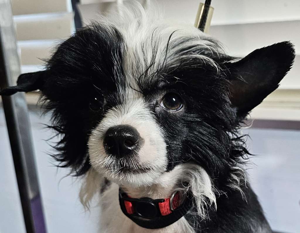 Fabulis Blazed and Confused