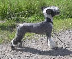 Crestwood Hundred Volts