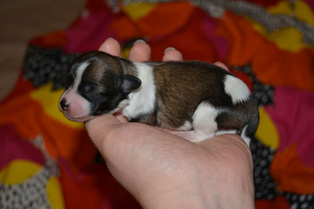 Fiabella's Ultimate Warrior