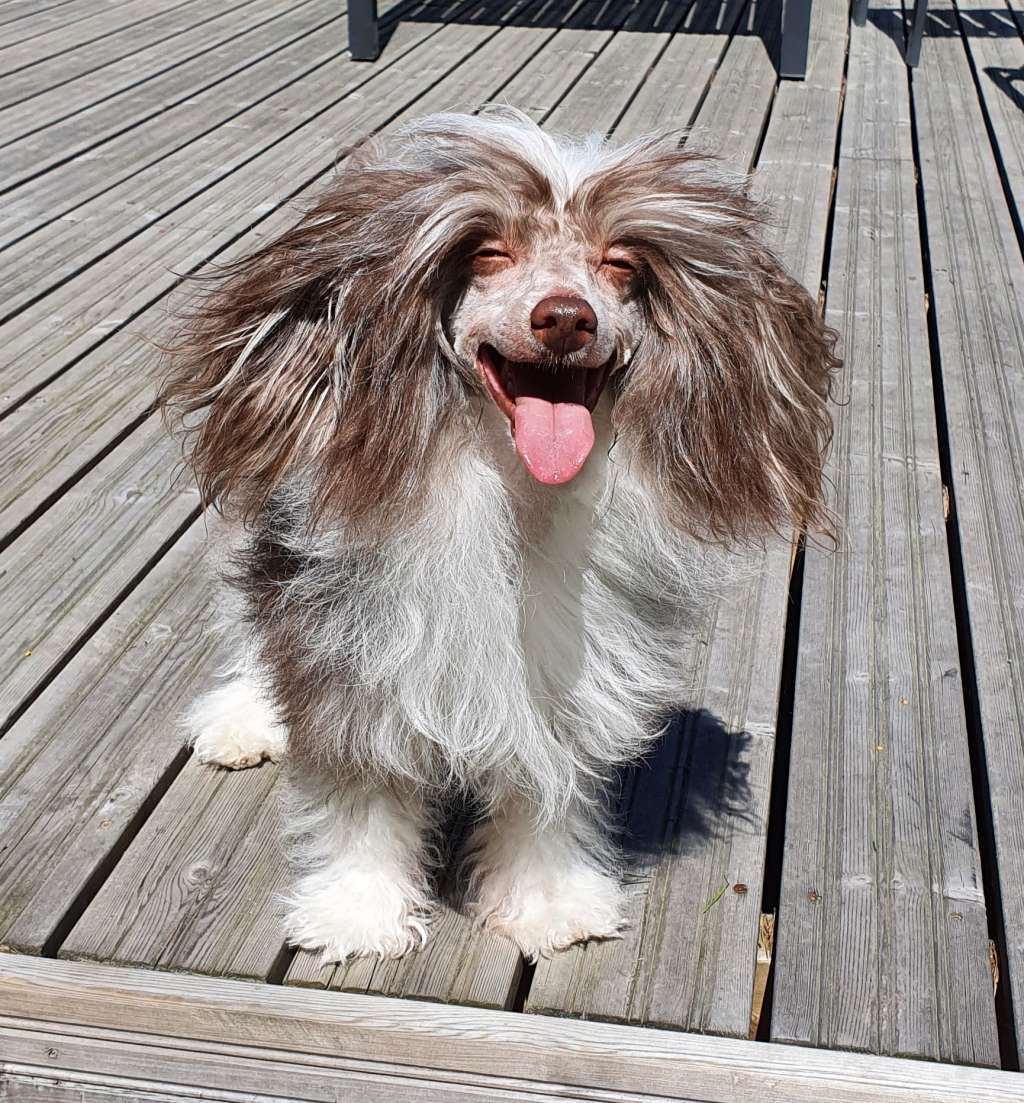 Windy Willow's King Arthur Pendragon